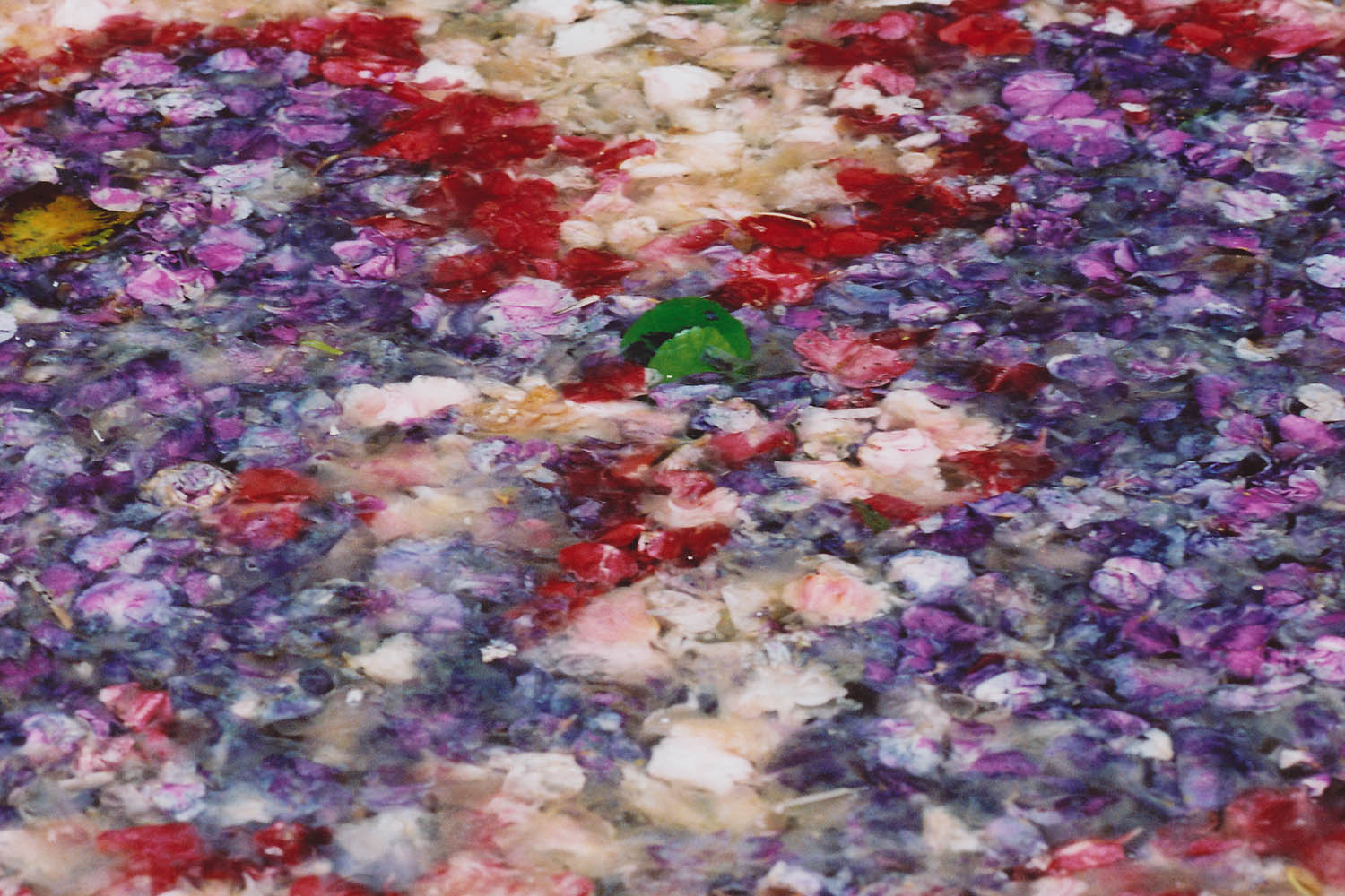 Fine art photography - Colourful flower petals on gelatinous water, Bali, Indonesia.