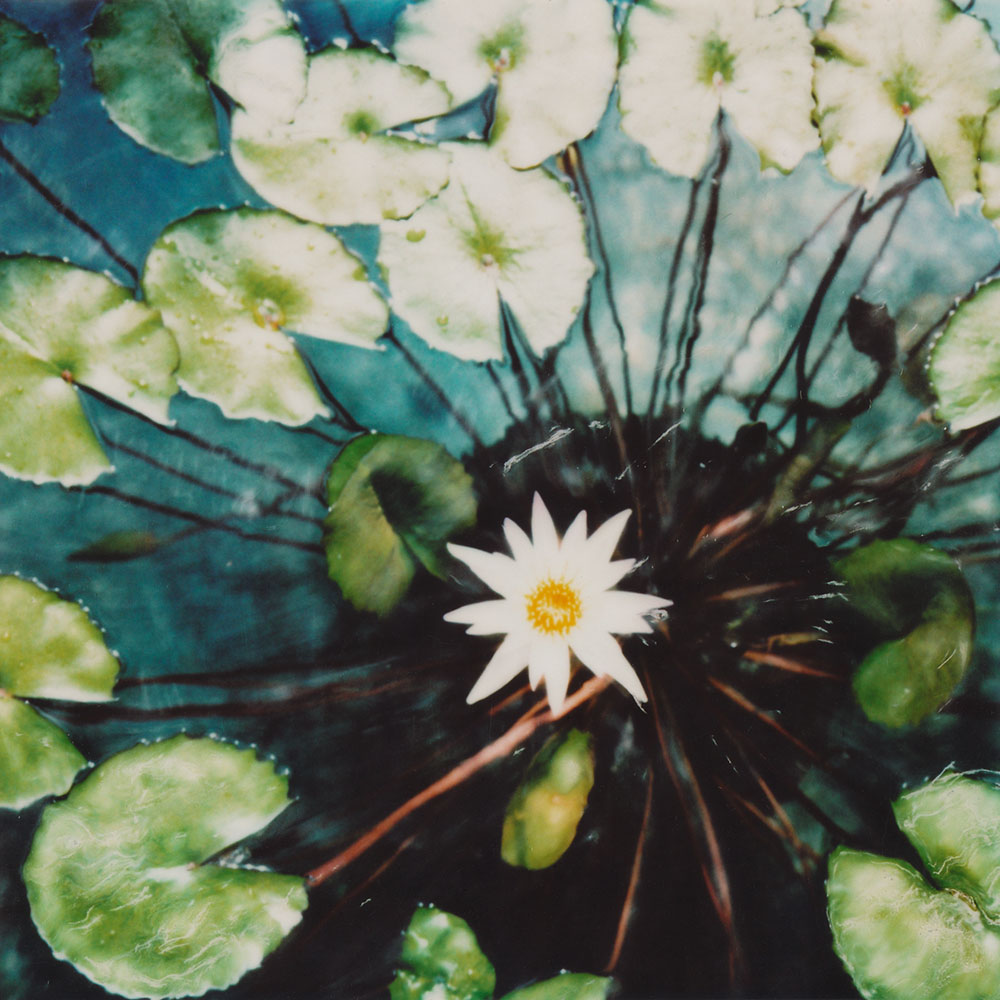 Fine art photography - Modified Polaroid of a lotus flower, Bangkok, Thailand.