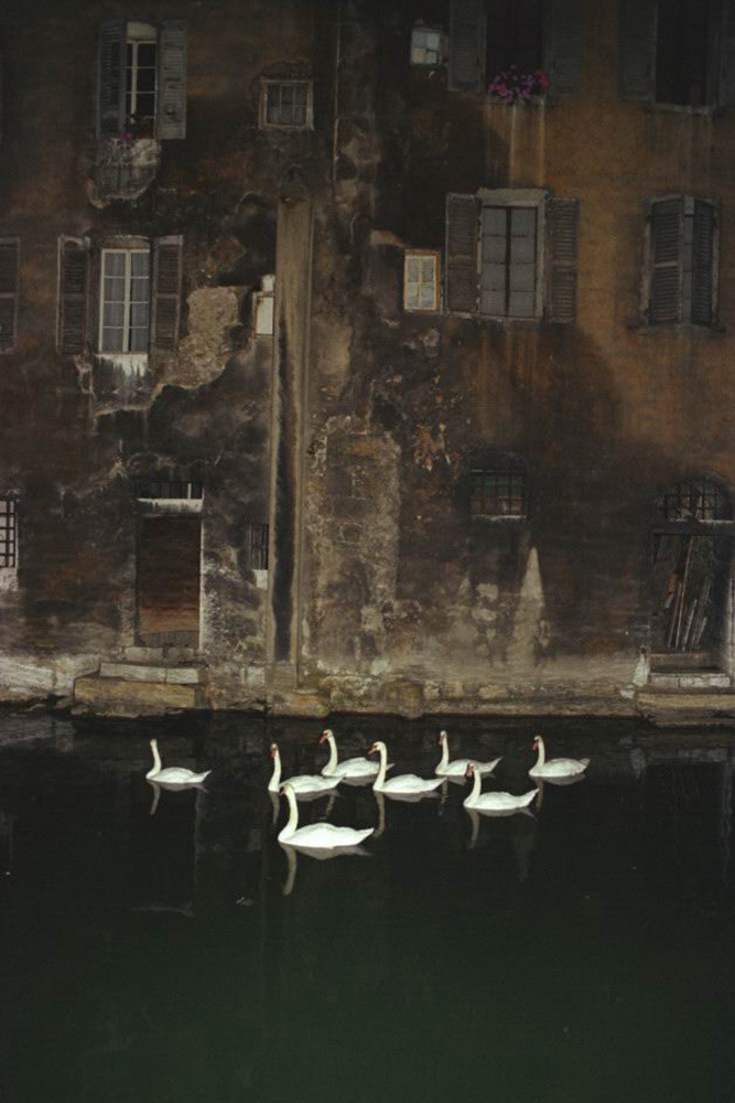 Photographie artistique - Un groupe de cygnes sur le Thiou devant une façade Annécienne.