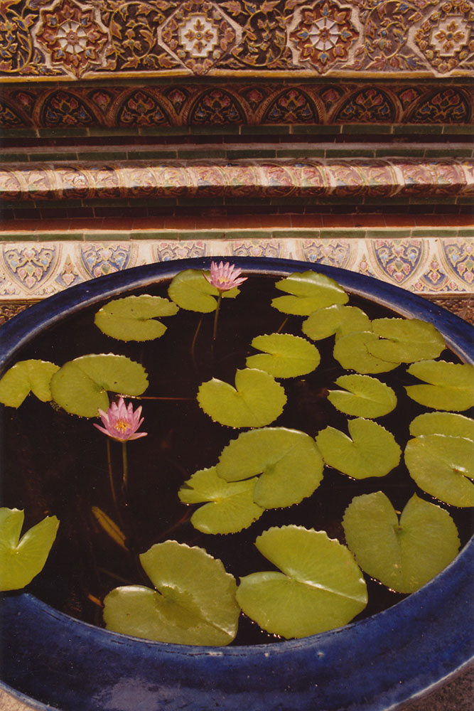 Photographie artistique - lotus dans une vasque, Bangkok, Thaïlande.