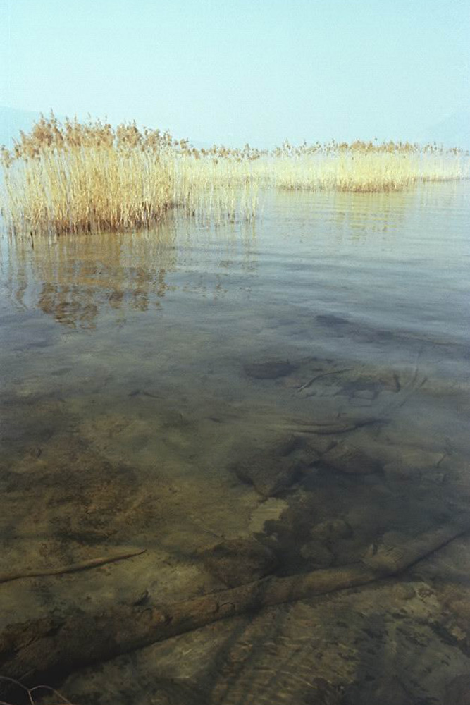 Photographie artistique - Roseaux dorés sur le lac d'Annecy, France.