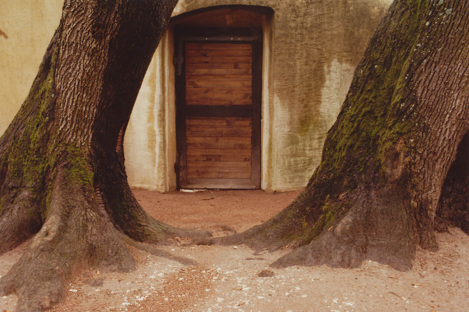 Photographie artistique - Photographie d'une porte entre 2 arbres inclinés à Annecy, France.