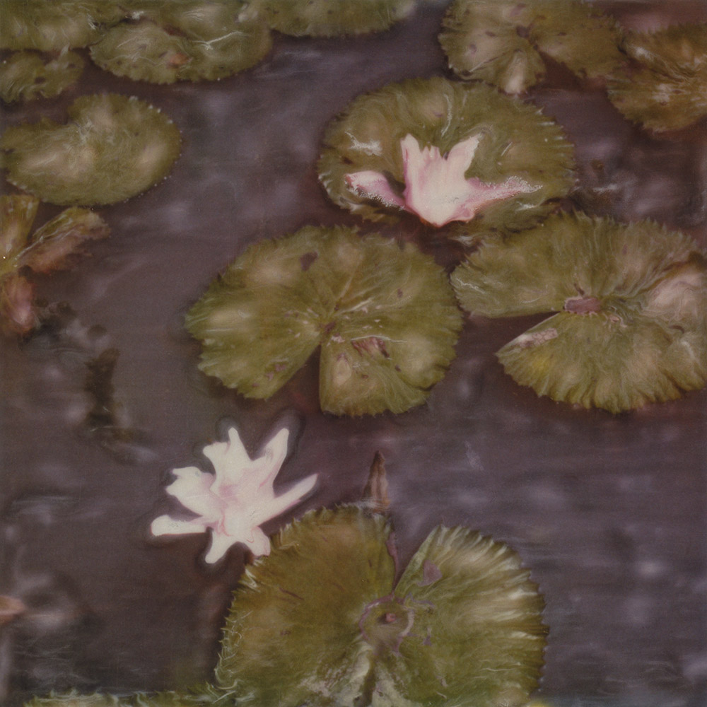 Fine art photography - Modified Polaroid of water lilies, Bangkok, Thailand.